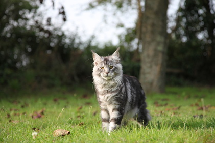 chat maine coon chaton